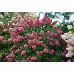 BAUHAUS Rispen-Hortensie Hydrangea Paniculata 'Fire Light'®, Weiß/Rosa/Rot