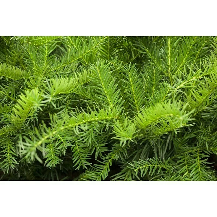 BAUHAUS Piardino Heimische Eibe Repandens Taxus Baccata 'Repandens' 4 BAUHAUS Piardino Heimische Eibe Repandens Taxus Baccata 'Repandens' – Bild 2