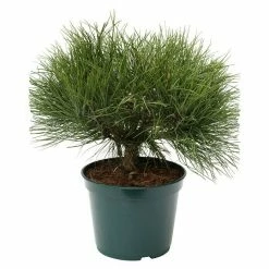 BAUHAUS Schwarzkiefer Pinus Nigra 'Marie Bregeon'®, Aktuelle Wuchshöhe: 30 Cm - 50 Cm