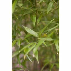 BAUHAUS Piardino Bambus Phyllostachys In Sorten 5 BAUHAUS Piardino Bambus Phyllostachys In Sorten -Gartenpflanzen Verkäufe 12 1244