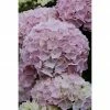 BAUHAUS Bauernhortensie Hydrangea Macrophylla 'Music-Collection'® 'Soft Pink Salsa'®, Rosa -Gartenpflanzen Verkäufe 12 1245