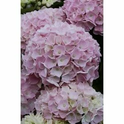 BAUHAUS Bauernhortensie Hydrangea Macrophylla 'Music-Collection'® 'Soft Pink Salsa'®, Rosa