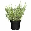 BAUHAUS Piardino Spindelstrauch Kleinblättrig Euonymus Microphylla Alba, Topfvolumen: 2 L, Grün Mit Weißer Umrandung -Gartenpflanzen Verkäufe 12 1247
