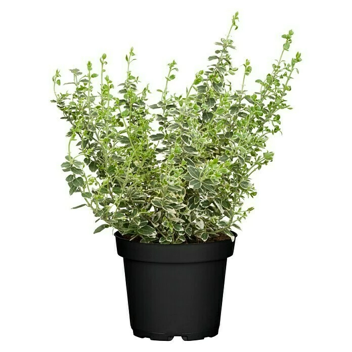BAUHAUS Piardino Spindelstrauch Kleinblättrig Euonymus Microphylla Alba, Topfvolumen: 2 L, Grün Mit Weißer Umrandung 3 BAUHAUS Piardino Spindelstrauch Kleinblättrig Euonymus Microphylla Alba, Topfvolumen: 2 L, Grün Mit Weißer Umrandung