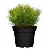 BAUHAUS Piardino Berg-Kiefer Pinus Mugo Var. Mughus, Topfvolumen: 2 L -Gartenpflanzen Verkäufe 12 1249