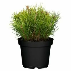 BAUHAUS Piardino Berg-Kiefer Pinus Mugo Var. Mughus, Topfvolumen: 2 L