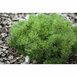 BAUHAUS Piardino Berg-Kiefer Pinus Mugo Var. Mughus, Topfvolumen: 2 L 7 BAUHAUS Piardino Berg-Kiefer Pinus Mugo Var. Mughus, Topfvolumen: 2 L -Gartenpflanzen Verkäufe 12 1251