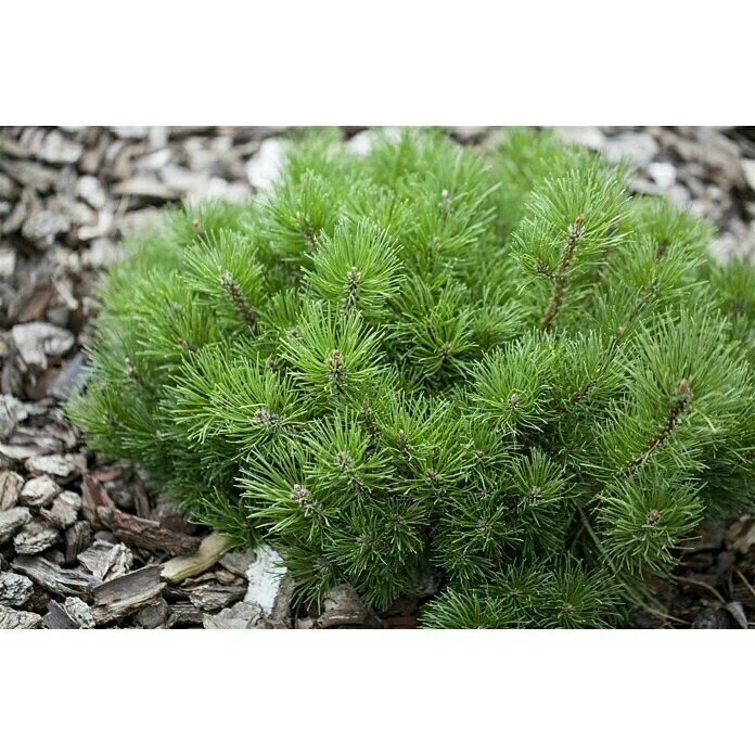 BAUHAUS Piardino Berg-Kiefer Pinus Mugo Var. Mughus, Topfvolumen: 2 L 5 BAUHAUS Piardino Berg-Kiefer Pinus Mugo Var. Mughus, Topfvolumen: 2 L – Bild 3