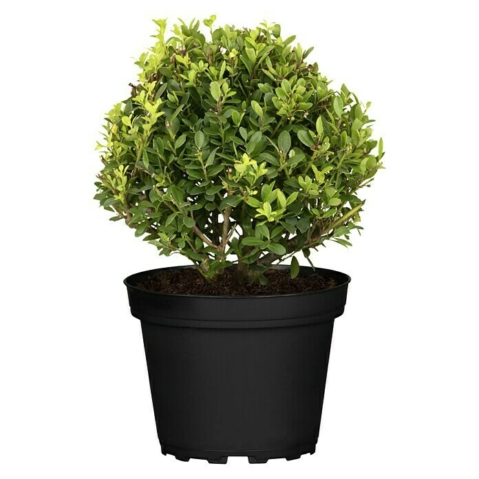 BAUHAUS Piardino Stechpalme Little Pirate Ilex Meserveae 'Little Pirate', Weiß 3 BAUHAUS Piardino Stechpalme Little Pirate Ilex Meserveae 'Little Pirate', Weiß