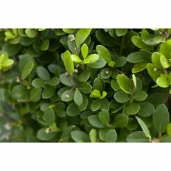 BAUHAUS Piardino Stechpalme Little Pirate Ilex Meserveae 'Little Pirate', Weiß 6 BAUHAUS Piardino Stechpalme Little Pirate Ilex Meserveae 'Little Pirate', Weiß -Gartenpflanzen Verkäufe 12 1254