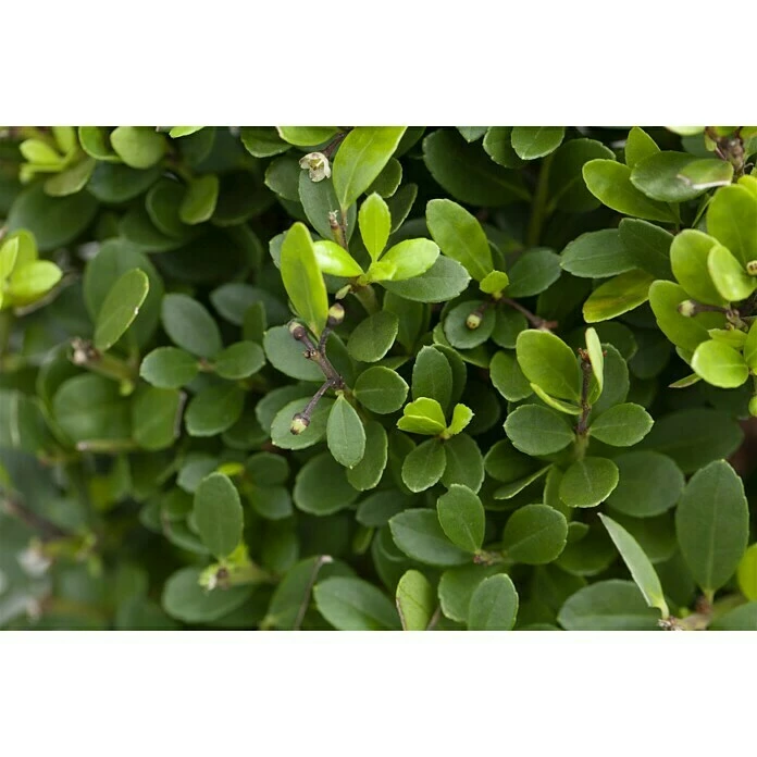 BAUHAUS Piardino Stechpalme Little Pirate Ilex Meserveae 'Little Pirate', Weiß 4 BAUHAUS Piardino Stechpalme Little Pirate Ilex Meserveae 'Little Pirate', Weiß – Bild 2