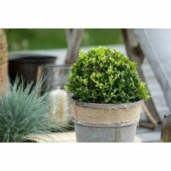 BAUHAUS Piardino Stechpalme Little Pirate Ilex Meserveae 'Little Pirate', Weiß 7 BAUHAUS Piardino Stechpalme Little Pirate Ilex Meserveae 'Little Pirate', Weiß -Gartenpflanzen Verkäufe 12 1255