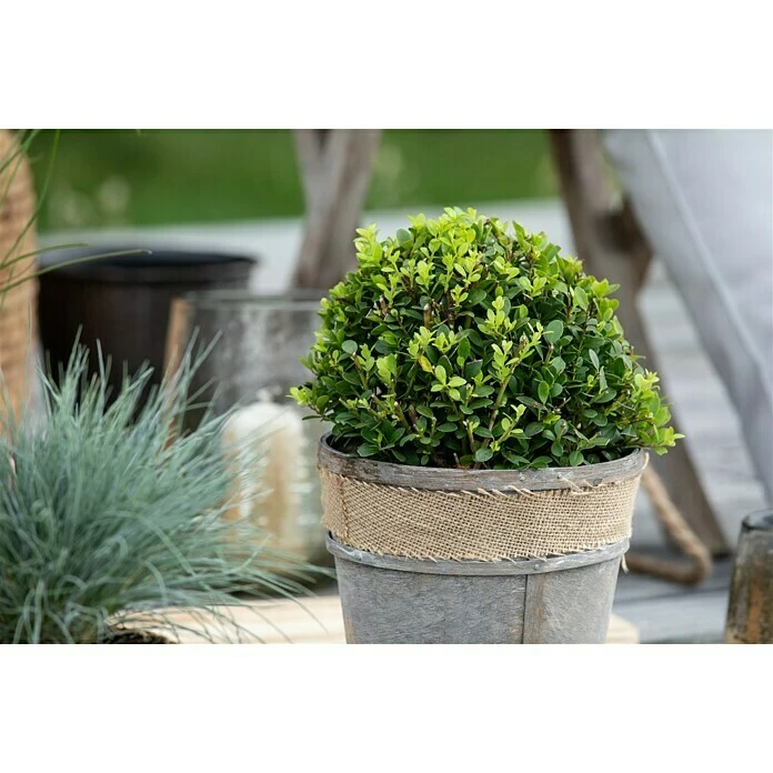 BAUHAUS Piardino Stechpalme Little Pirate Ilex Meserveae 'Little Pirate', Weiß 5 BAUHAUS Piardino Stechpalme Little Pirate Ilex Meserveae 'Little Pirate', Weiß – Bild 3