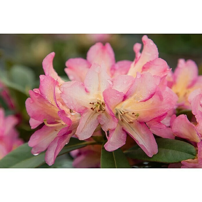 BAUHAUS Großblumiger Rhododendron Rhododendron 'Pivoine'® EASYDENDRON®, Topfvolumen: 5 L, Rot 3 BAUHAUS Großblumiger Rhododendron Rhododendron 'Pivoine'® EASYDENDRON®, Topfvolumen: 5 L, Rot