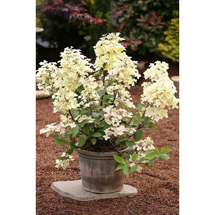 BAUHAUS Rispen-Hortensie Hydrangea Paniculata 'Wims Red'®, Weiß/Rosarot, Topfvolumen: 16,5 L 3 BAUHAUS Rispen-Hortensie Hydrangea Paniculata 'Wims Red'®, Weiß/Rosarot, Topfvolumen: 16,5 L