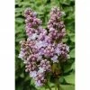 BAUHAUS Flieder Syringa Vulgaris 'Michel Buchner' -Gartenpflanzen Verkäufe 12 1259