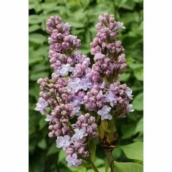 BAUHAUS Flieder Syringa Vulgaris 'Michel Buchner'