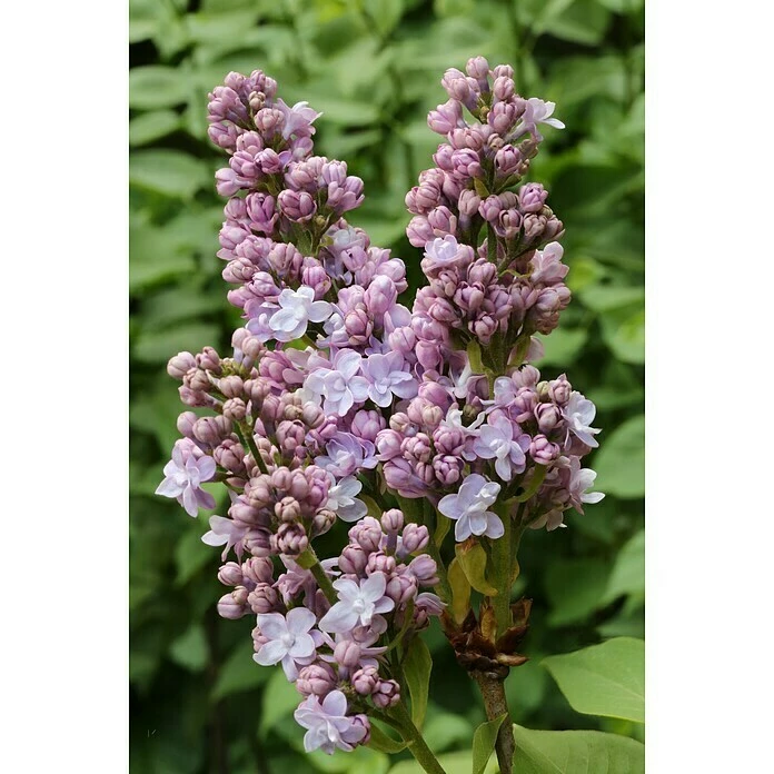 BAUHAUS Flieder Syringa Vulgaris 'Michel Buchner' 3 BAUHAUS Flieder Syringa Vulgaris 'Michel Buchner'