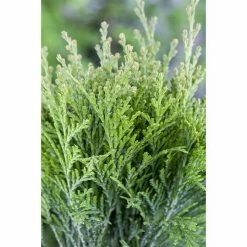 BAUHAUS Piardino Zwerg-Lebensbaum Topfgröße: 17 Cm -Gartenpflanzen Verkäufe 12 1262