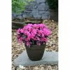 BAUHAUS Japanische Azalee Rhododendron Obtusum 'Melina', Topfvolumen: 2,3 L, Rosa -Gartenpflanzen Verkäufe 12 1263