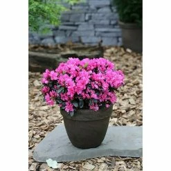BAUHAUS Japanische Azalee Rhododendron Obtusum 'Melina', Topfvolumen: 2,3 L, Rosa