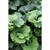 BAUHAUS Ginkgo Ginkgo Biloba 'Troll', Topfvolumen: 4,6 L, Aktuelle Wuchshöhe: 30 Cm - 50 Cm -Gartenpflanzen Verkäufe 12 1265
