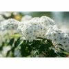 BAUHAUS Piardino Japanische Prachtspiere Spiraea X Hybride Vanhouttei, Topfgröße: 23 Cm -Gartenpflanzen Verkäufe 12 1266