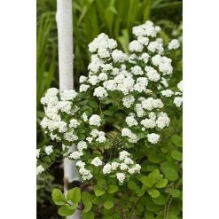 BAUHAUS Piardino Japanische Prachtspiere Spiraea X Hybride Vanhouttei, Topfgröße: 23 Cm -Gartenpflanzen Verkäufe 12 1267