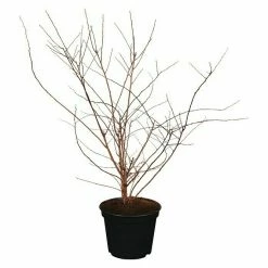 BAUHAUS Piardino Japanische Prachtspiere Spiraea X Hybride Vanhouttei, Topfgröße: 23 Cm -Gartenpflanzen Verkäufe 12 1268