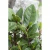 BAUHAUS Lorbeer Laurus Nobilis, Topfgröße: 27 Cm