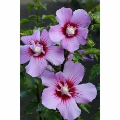 BAUHAUS Garteneibisch Hibiscus Syriacus 'Maike'®, Aktuelle Wuchshöhe: 40 Cm - 60 Cm