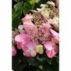 BAUHAUS Kletterhortensie Hydrangea Serrata 'Cotton Candy'® -Gartenpflanzen Verkäufe 12 1270