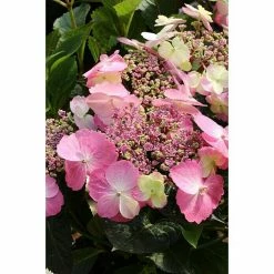 BAUHAUS Kletterhortensie Hydrangea Serrata 'Cotton Candy'®