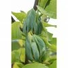 BAUHAUS Magnolie Magnolia Acuminata 'Blue Opal', Aktuelle Wuchshöhe: 60 Cm - 80 Cm -Gartenpflanzen Verkäufe 12 1274