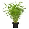BAUHAUS Piardino Bambus Fargesia, Topfgröße: 17 Cm -Gartenpflanzen Verkäufe 12 1278
