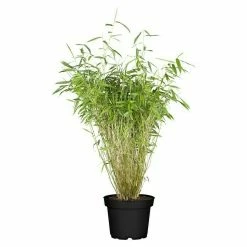 BAUHAUS Piardino Bambus Fargesia, Topfgröße: 17 Cm -Gartenpflanzen Verkäufe 12 1279