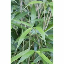 BAUHAUS Piardino Bambus Fargesia, Topfgröße: 17 Cm -Gartenpflanzen Verkäufe 12 1280