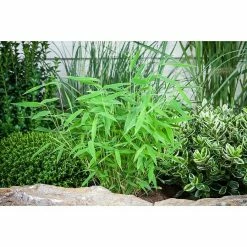 BAUHAUS Piardino Bambus Fargesia, Topfgröße: 17 Cm -Gartenpflanzen Verkäufe 12 1281