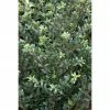 BAUHAUS Bergilex Kugel Ilex Crenata 'Ellipta Convex', Aktuelle Wuchshöhe: 20 Cm - 30 Cm 2 BAUHAUS Bergilex Kugel Ilex Crenata 'Ellipta Convex', Aktuelle Wuchshöhe: 20 Cm - 30 Cm -Gartenpflanzen Verkäufe 12 1283