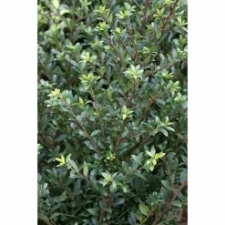 BAUHAUS Bergilex Kugel Ilex Crenata 'Ellipta Convex', Aktuelle Wuchshöhe: 20 Cm - 30 Cm