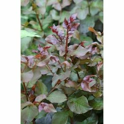 BAUHAUS Kreppmyrte Lagerstroemia Indica 'Rhapsody In Pink', Aktuelle Wuchshöhe: 40 Cm - 60 Cm