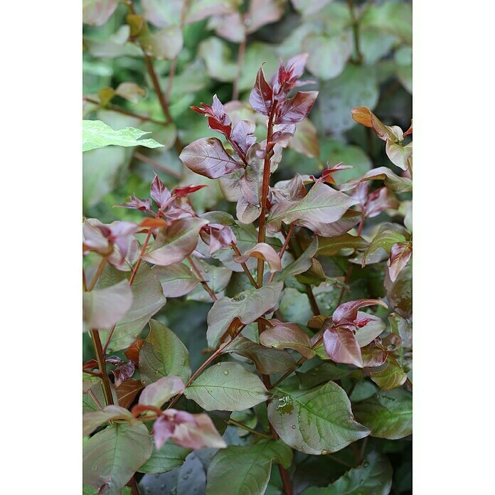 BAUHAUS Kreppmyrte Lagerstroemia Indica 'Rhapsody In Pink', Aktuelle Wuchshöhe: 40 Cm - 60 Cm 3 BAUHAUS Kreppmyrte Lagerstroemia Indica 'Rhapsody In Pink', Aktuelle Wuchshöhe: 40 Cm - 60 Cm