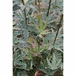 BAUHAUS Fächerahorn Acer Palmatum 'Butterfly', Topfvolumen: 6 L