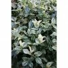 BAUHAUS Spindelstrauch Euonymus Fortunei 'Harlequin', Topfvolumen: 5 L, Weißbunt 2 BAUHAUS Spindelstrauch Euonymus Fortunei 'Harlequin', Topfvolumen: 5 L, Weißbunt -Gartenpflanzen Verkäufe 12 129