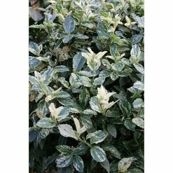 BAUHAUS Spindelstrauch Euonymus Fortunei 'Harlequin', Topfvolumen: 5 L, Weißbunt