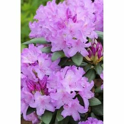 BAUHAUS Großblumiger Rhododendron Rhododendron 'Catawbiense Boursault' EASYDENDRON®, Topfvolumen: 5 L, Lila -Gartenpflanzen Verkäufe 12 1290