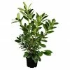 BAUHAUS Piardino Kirschlorbeer Prunus Laurocerasus -Gartenpflanzen Verkäufe 12 1291