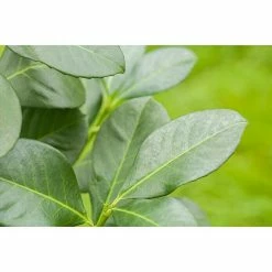 BAUHAUS Piardino Kirschlorbeer Prunus Laurocerasus -Gartenpflanzen Verkäufe 12 1292