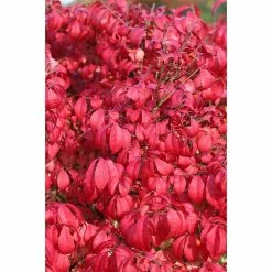 BAUHAUS Korkflügelstrauch Euonymus Alatus 'Compactus', Topfvolumen: 6 L, Aktuelle Wuchshöhe: 40 Cm - 60 Cm