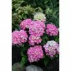 BAUHAUS Bauernhortensie Hydrangea Macrophylla 'Pink Pop'®, Topfvolumen: 5 L, Pink -Gartenpflanzen Verkäufe 12 1295